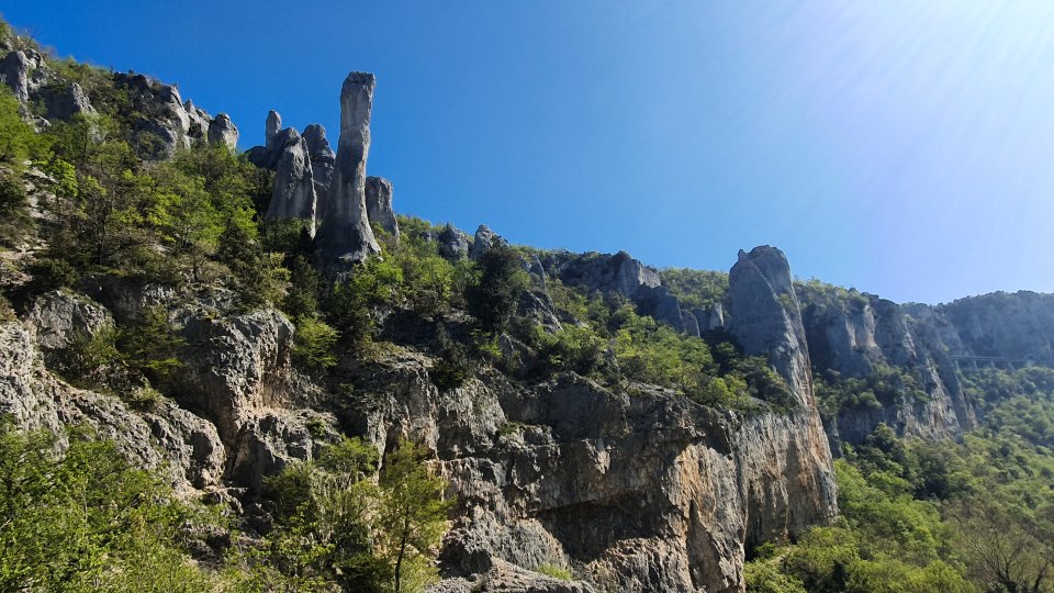 Vela draga
